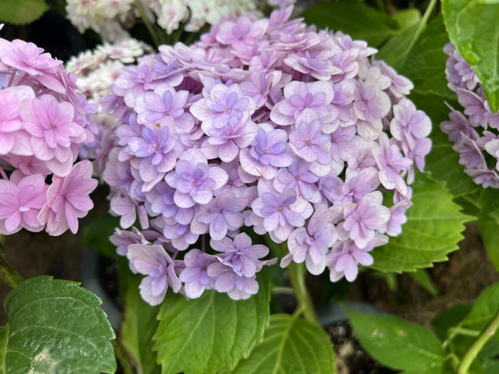 테마리 테마리 수국 - Hydrangea Macrophylla