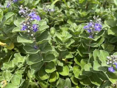 순비기나무 사진 - Vitex rotundifolia L.f. Photos
