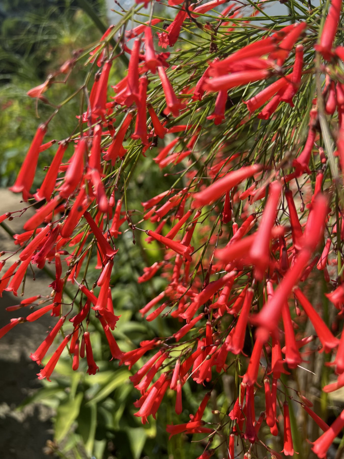폭죽초 - Russelia equisetiformis