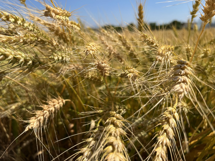 보리 - Hordeum vulgare var. hexastichon (L.) Asch.