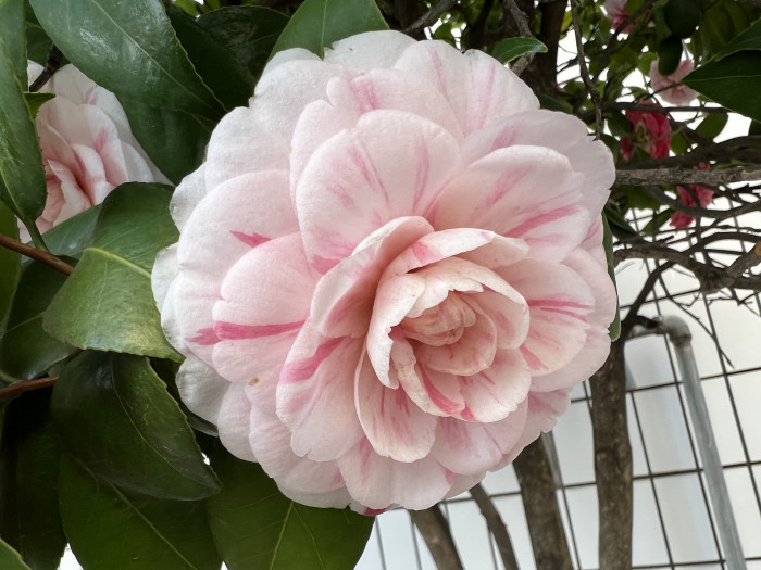 동백나무 - Camellia japonica L.