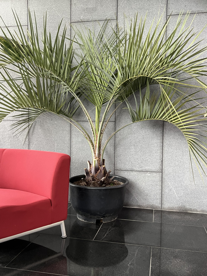 뷰티아야자 - Jelly palm