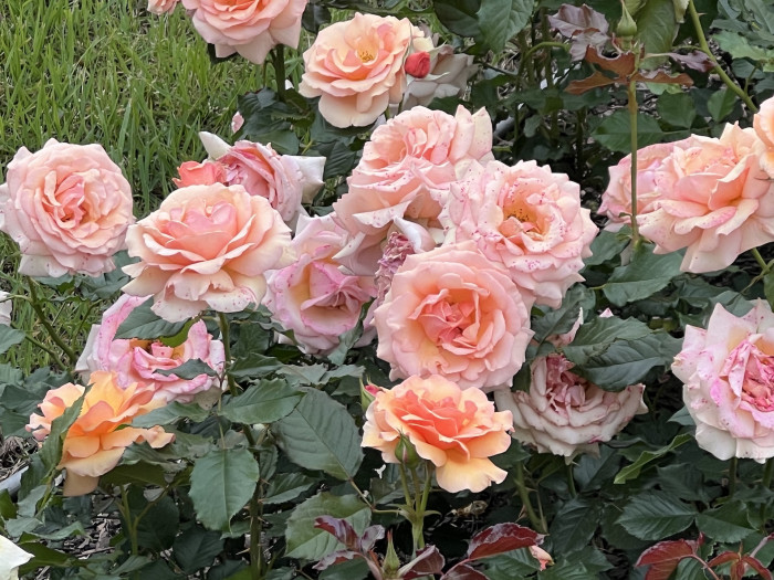 장미 프라그란트 아프리코트 Rose Fragrant Apricot
