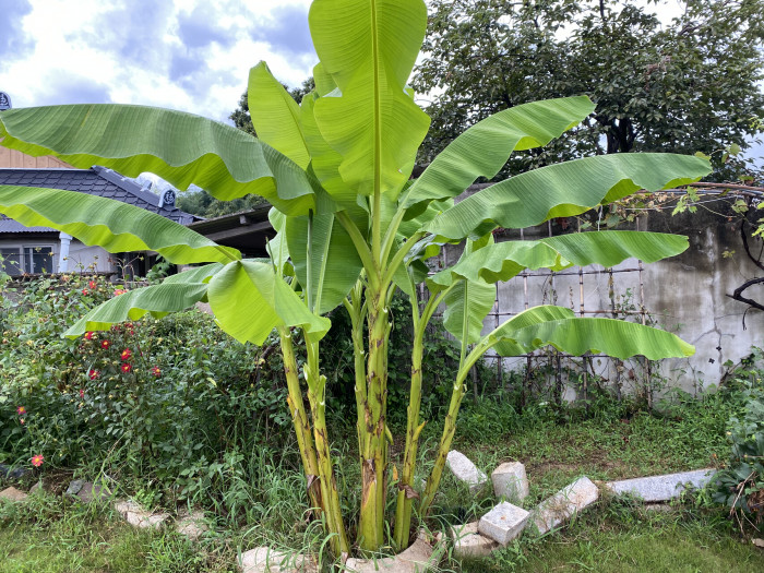파초 - Japanese banana, Japanese fibre banana, hardy banana, Musa basjoo Siebold & Zucc.