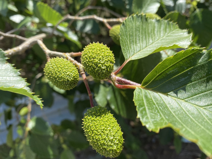 오리나무 - Alnus japonica (Thunb.) Steud.