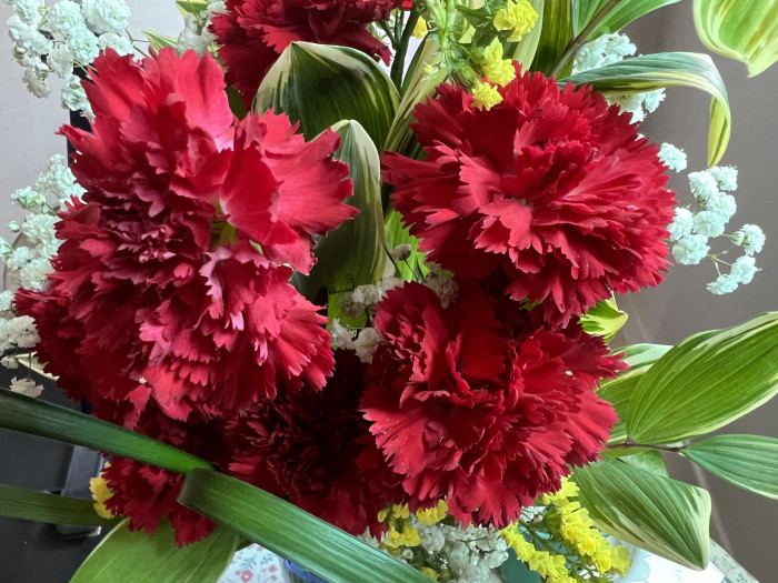 카네이션 - Bernard, Dianthus caryophyllus L.