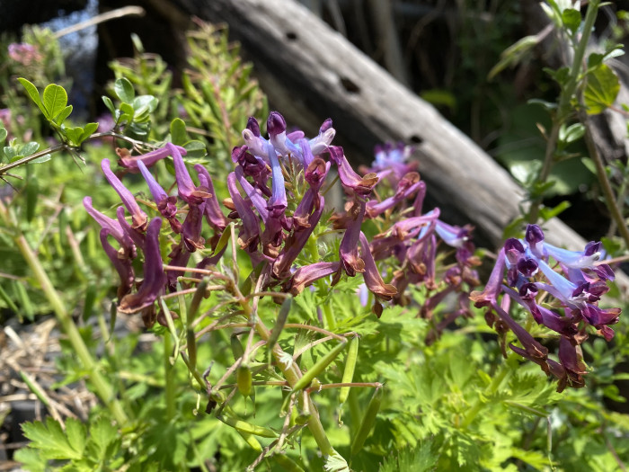 자주괴불주머니 - Corydalis incisa (Thunb.) Pers.
