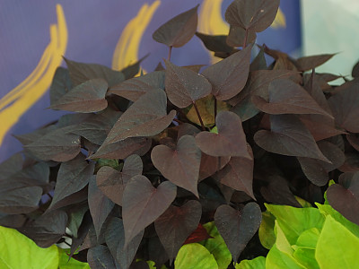 아이포메아 사진 - Ipomoea batatas Photos