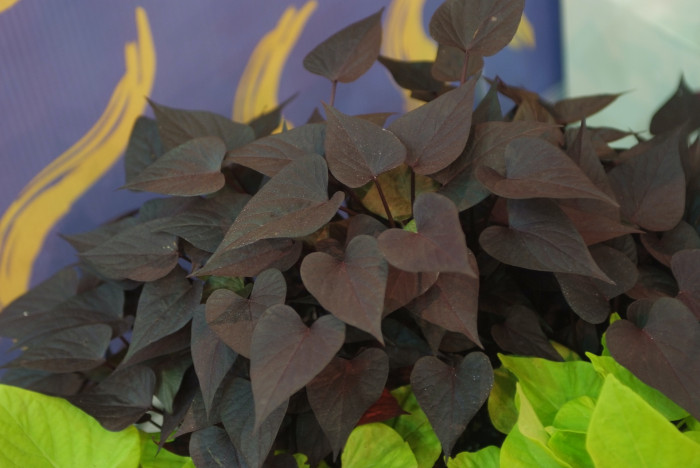 아이포메아 - Sweet Potato Vine, Ipomoea batatas