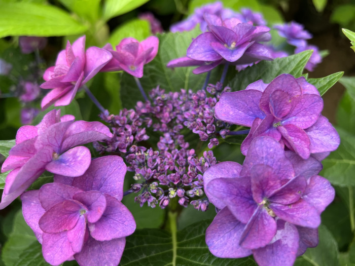 페어리 아이 - Hydrangea Macrophylla