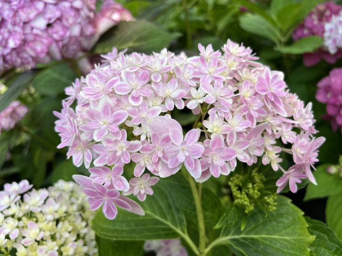 만화경 수국 - Hydrangea Macrophylla Mangekyo