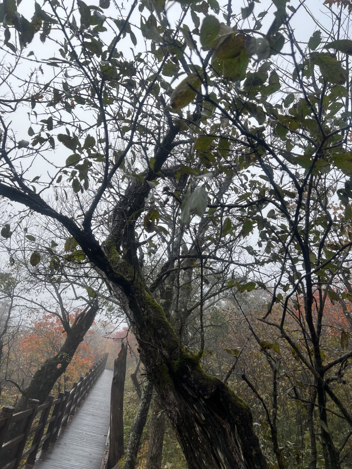 갈매나무 - Rhamnus Davurica