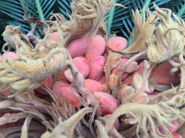소철 - Cycas revoluta Thunb.