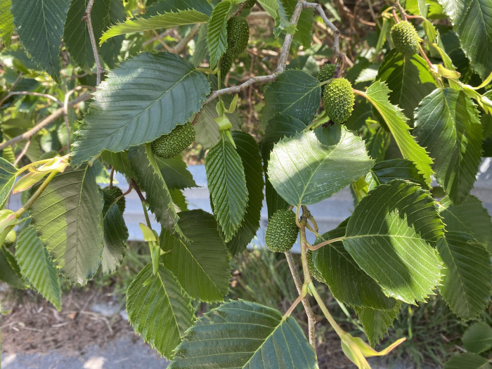 오리나무 - Alnus japonica (Thunb.) Steud.
