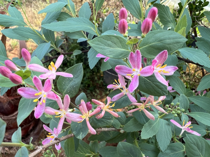 홍괴불나무 - Lonicera sachalinensis (F.Schmidt) Nakai