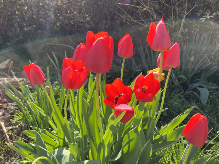 튤립 - Tulip, Tulipa gesneriana