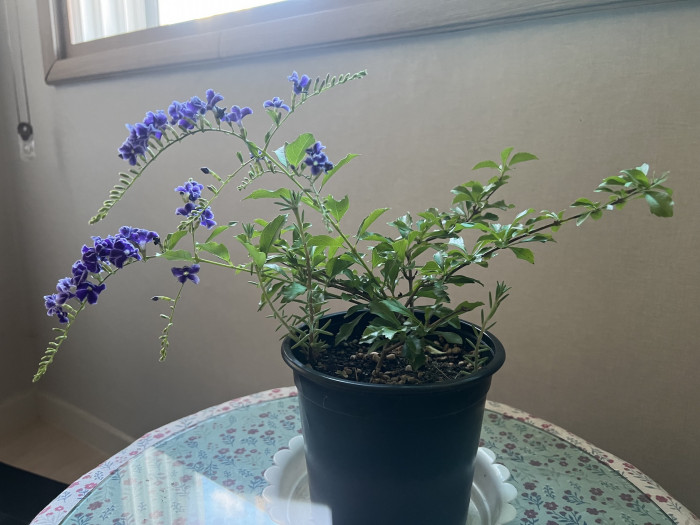듀란타 - Duranta repens, Duranta erecta L