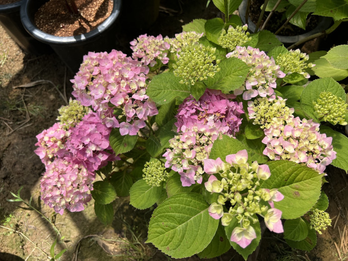 스카이뷰 수국 - Hydrangea Macrophylla