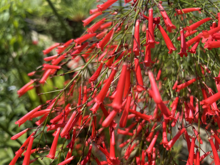 폭죽초 - Russelia equisetiformis