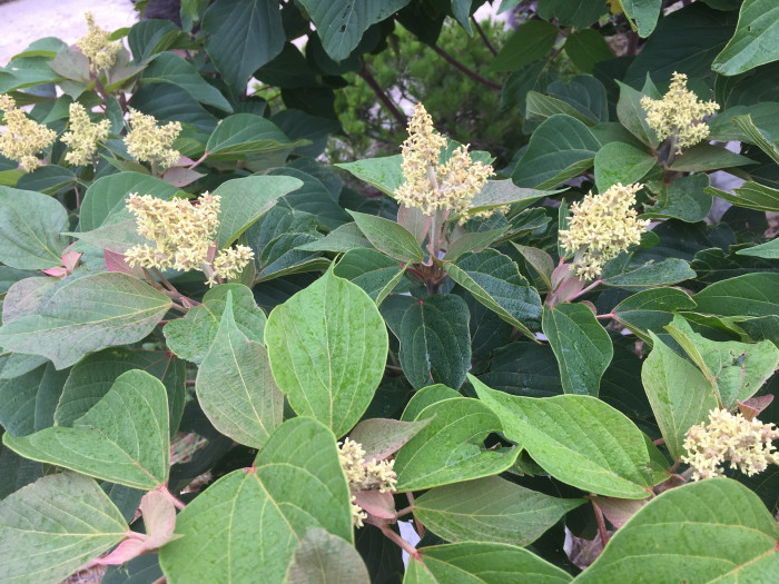 예덕나무 - Mallotus japonicus (Thunb.) Muell. Arg.