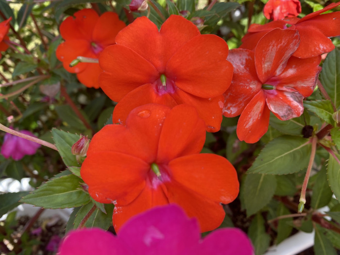 아프리카 봉선화 - Garden impatiens, Impatiens