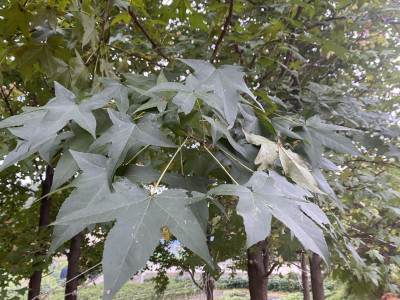미국풍나무 사진 - Liquidambar styraciflua L. Photos