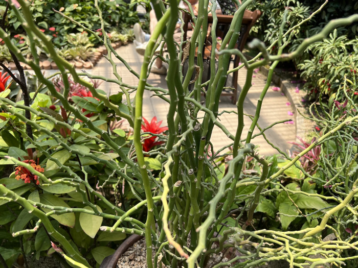 대은룡 - Euphorbia tithymaloides L.