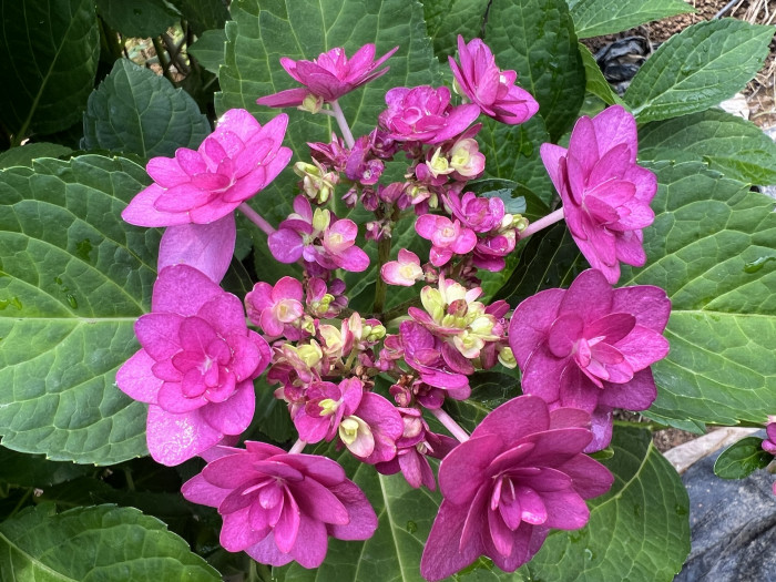 수국 히미코 - Hydrangea Tsukigumi