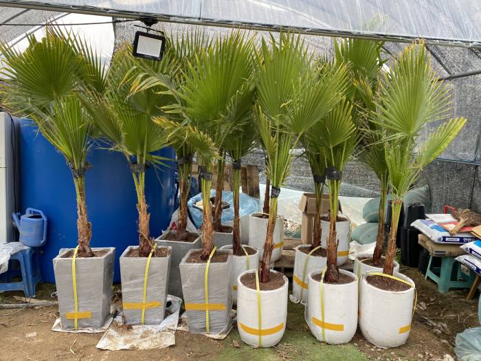 워싱턴야자 - Washington palm, California Fan Palm, Washingtonia filifera