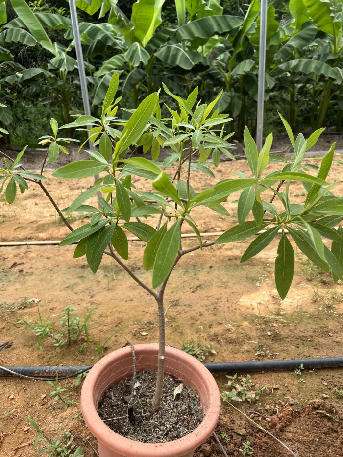 삼지닥나무 - Edgeworthia chrysantha Lindl.