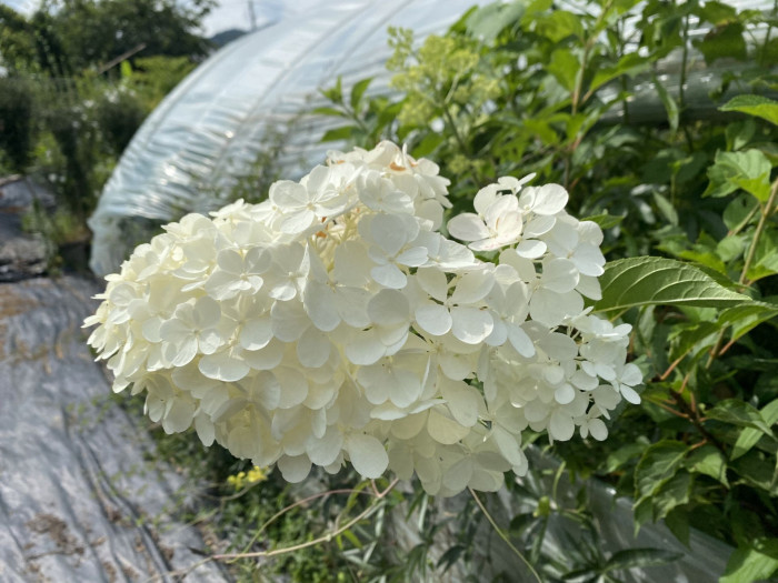 나무수국 - 스노우볼, Hydrangea paniculata Siebold for. paniculata