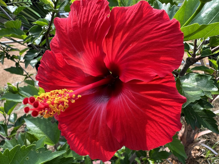 하와이무궁화 - hawaiian hibiscus, Hibiscus rosa-sinesis L.