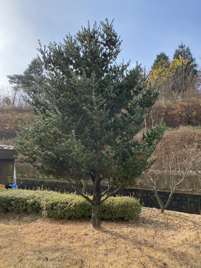 섬잣나무 - Pinus parviflora Siebold & Zucc.