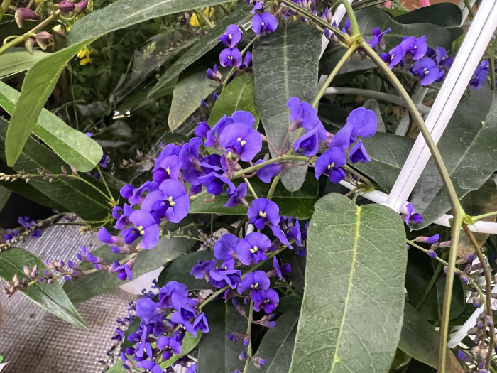 보라싸리 - Hardenbergia violacea