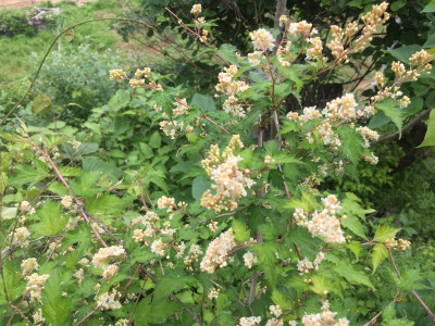 국수나무 사진 - Stephanandra incisa (Thunb.) Zabel var. incisa Photos