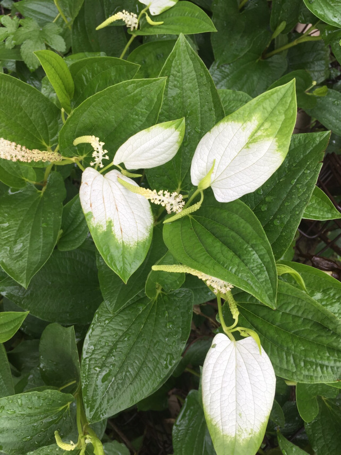 삼백초 - Saururus chinensis (Lour.) Baill.