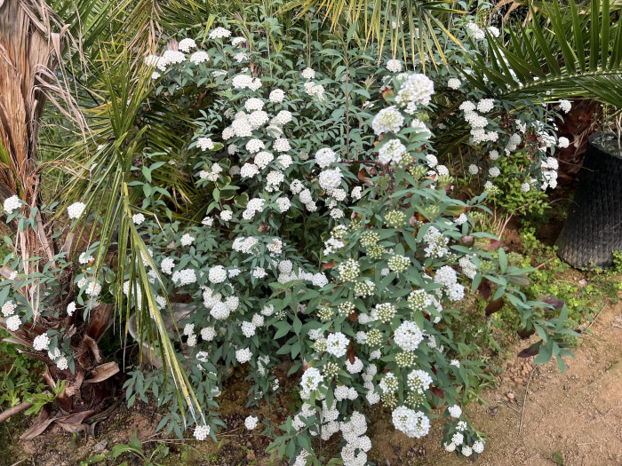 공조팝나무 - Spiraea Cantoniensis