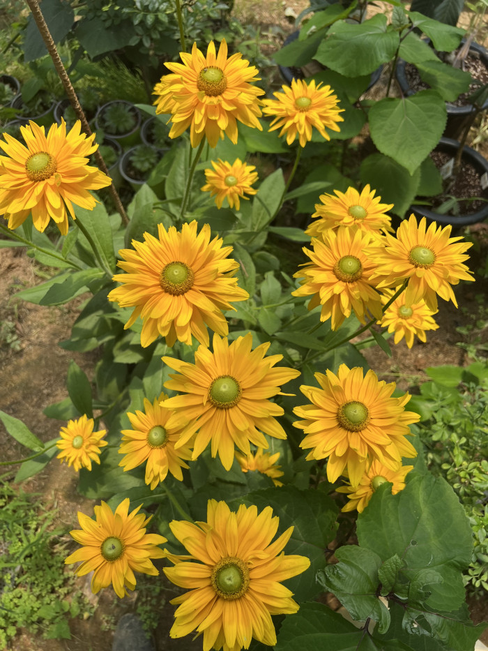 천인국 - Indian blanket