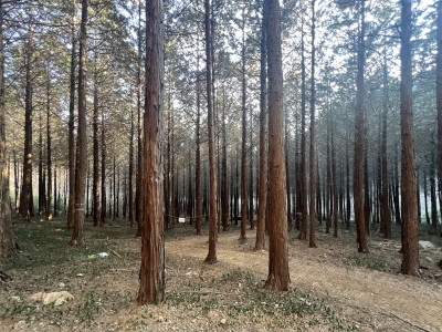 편백 사진 - Chamaecyparis obtusa (Siebold & Zucc.) Endl. Photos