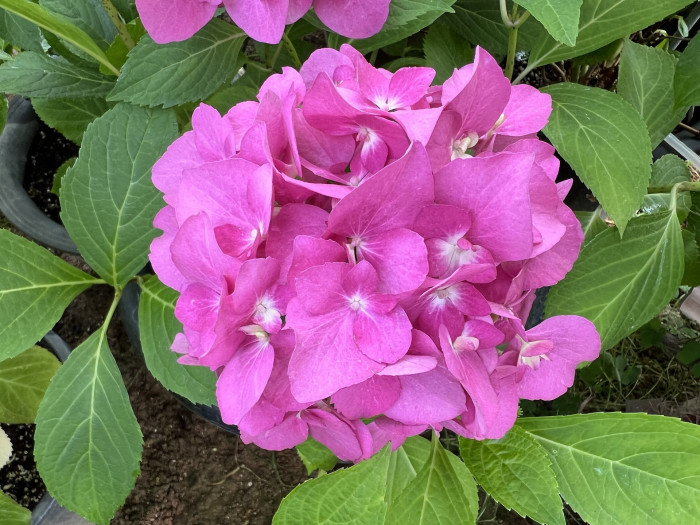 렛츠댄스 아리바 수국 - Hydrangea macrophylla iArriba