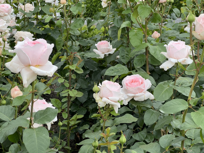 장미 앙드레 르 노틀 - Rose Andre Le Notre