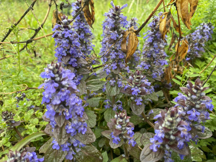 아주가렙탄스 - bugle, blue bugle, bugleherb, bugleweed, carpetweed, Ajuga reptans