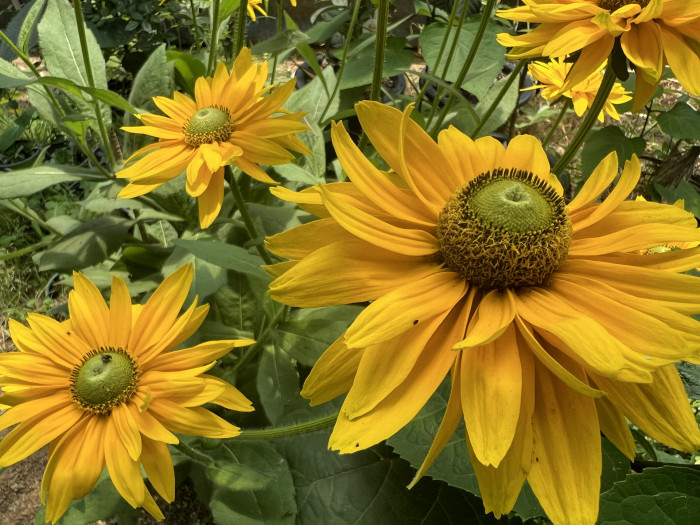 천인국 - Indian blanket