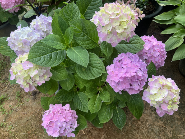 수국 빅밴드 - Hydrangea