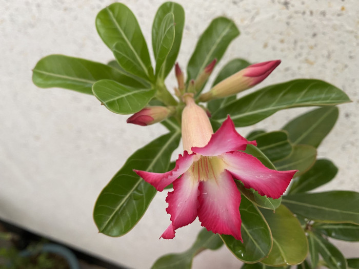 석화 - Adenium obesm, Adenium