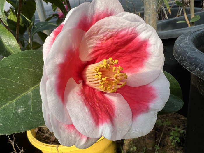 동백나무 - Camellia Japonica