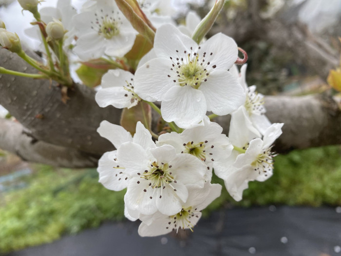 배나무 - pear tree, Pyrus pyrifolia var.culta