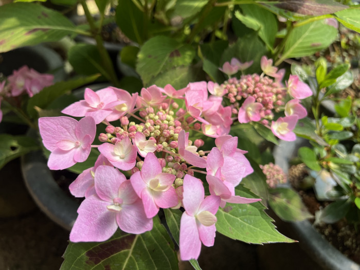 캔두 수국 - Hydrangea Macrophylla