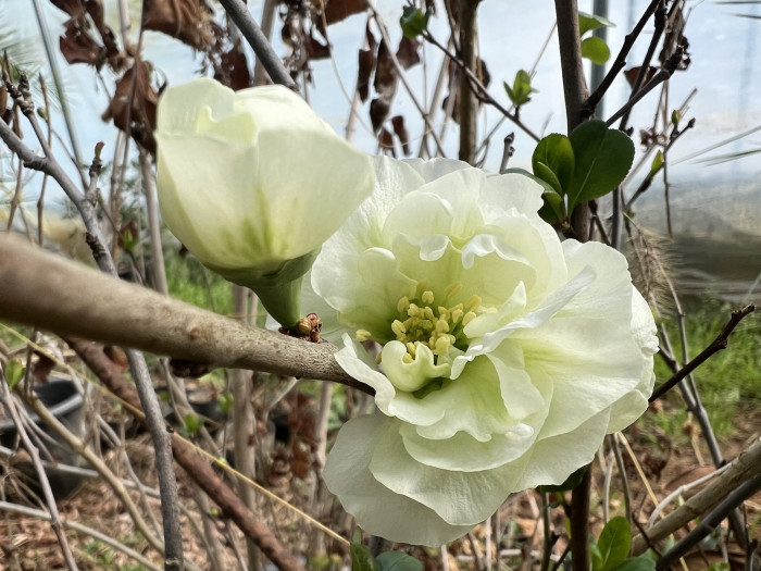 명자나무 -  Chaenomeles speciosa
