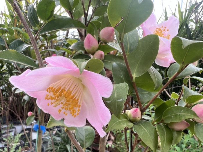 동백나무 - Camellia Japonica